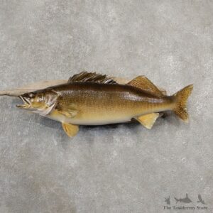 Walleye Taxidermy Mount For Sale #20554 @ The Taxidermy Store