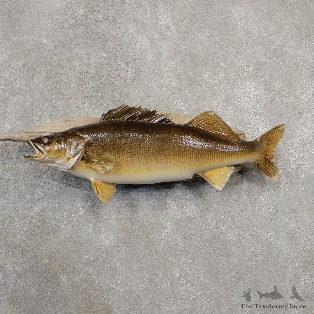 Walleye Taxidermy Mount For Sale #20554 @ The Taxidermy Store