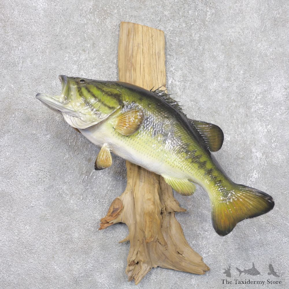 Largemouth Bass Fish Mount For Sale #22286 @ The Taxidermy Store