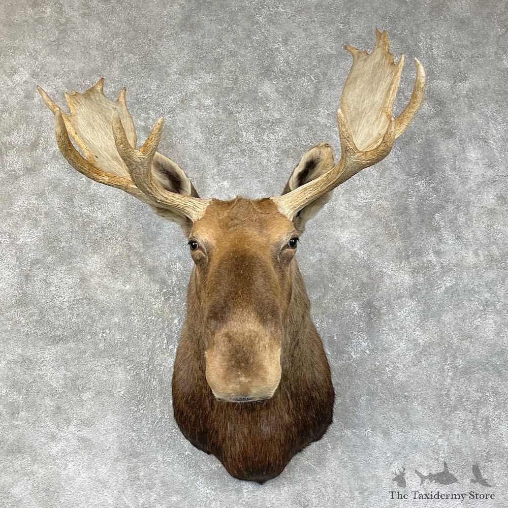 Eastern Canada Moose Shoulder Taxidermy Mount For Sale #25487 @ The Taxidermy Store