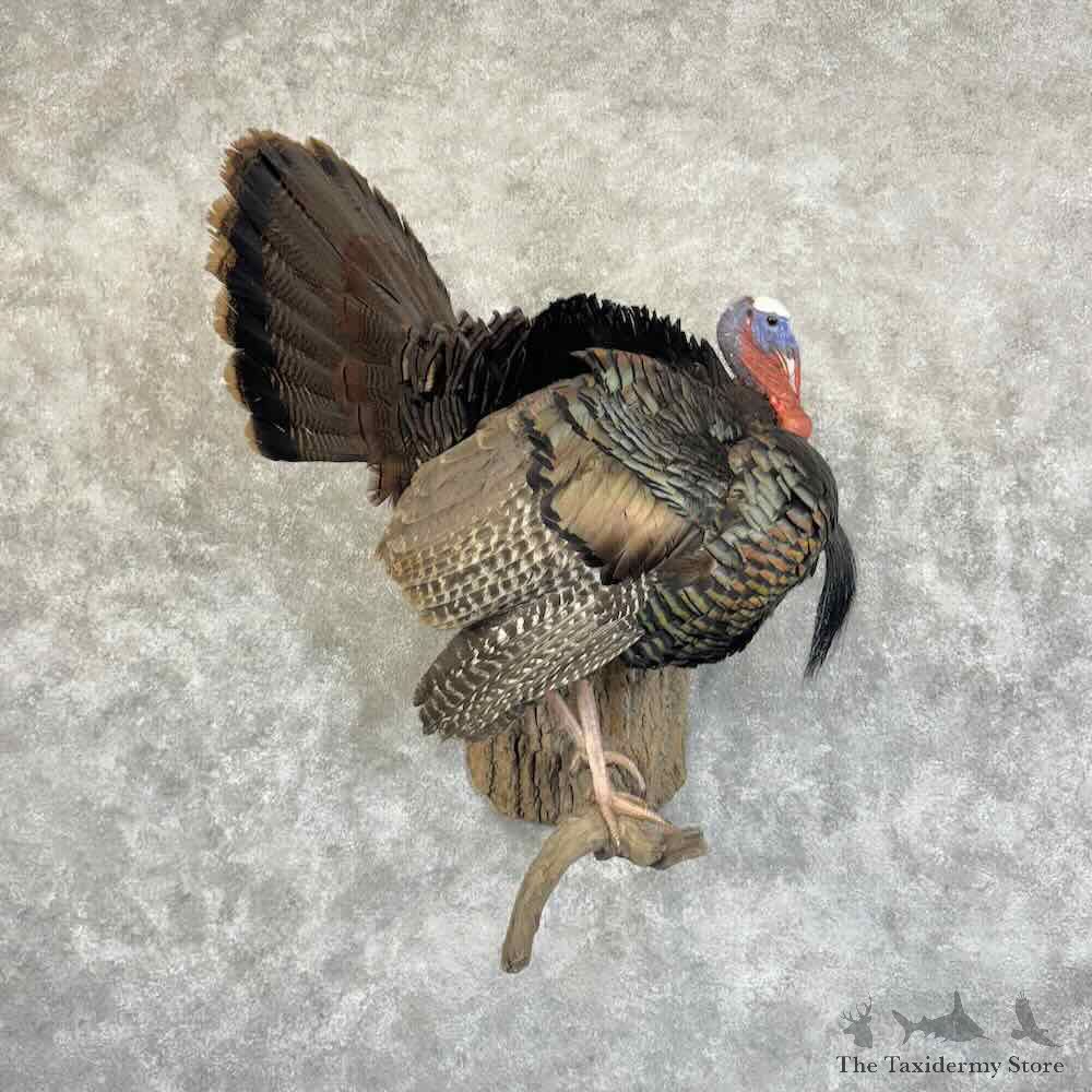 Eastern Turkey Bird Mount For Sale #30932 @ The Taxidermy Store