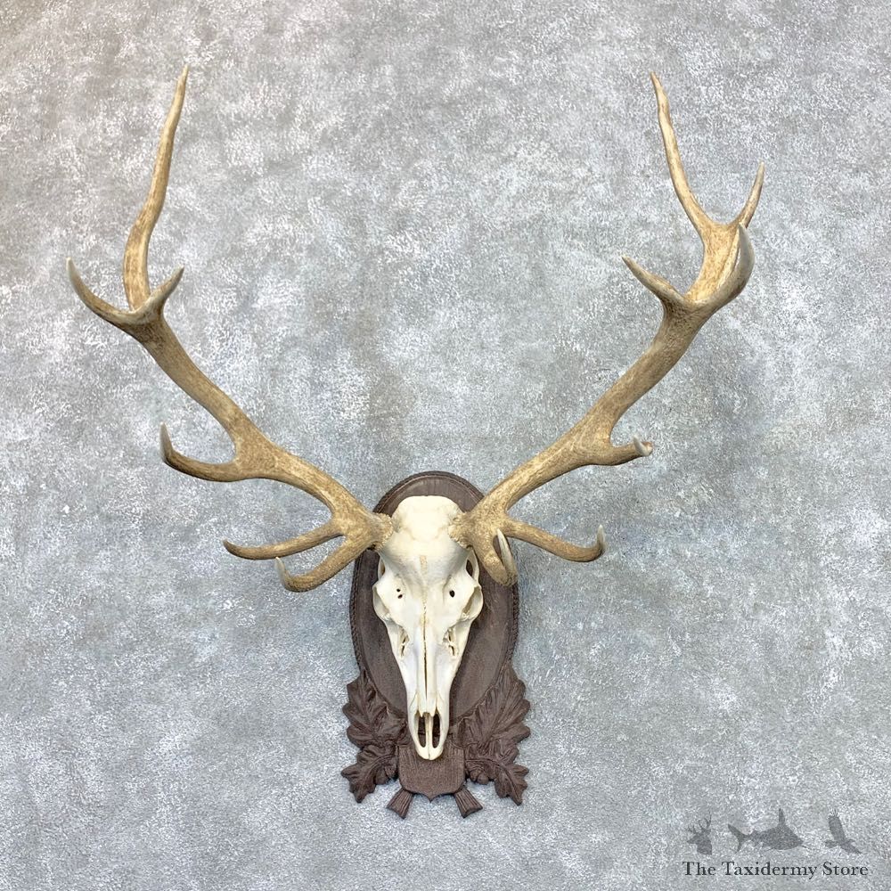 Red Deer Skull Antler European Mount For Sale #22570 @ The Taxidermy Store
