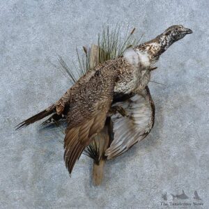 Greater Sage Grouse Bird Mount For Sale #15336 @ The Taxidermy Store