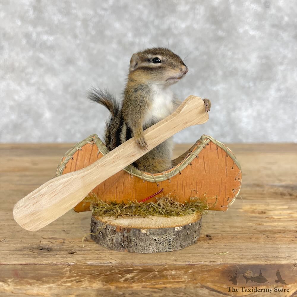 Novelty Chipmunk Mount For Sale #28639 - The Taxidermy Store