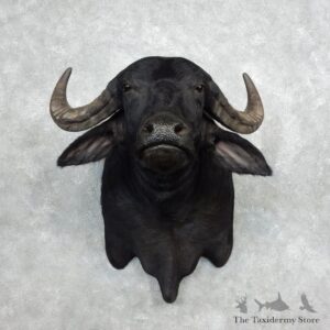 Water Buffalo Shoulder Mount For Sale #17984 For Sale @ The Taxidermy Store