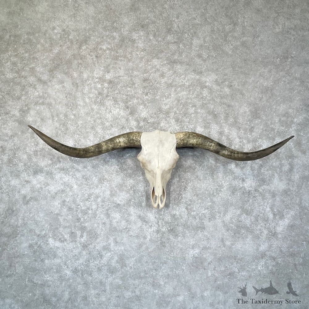 Longhorn Steer Skull European Mount For Sale #28744 @ The Taxidermy Store