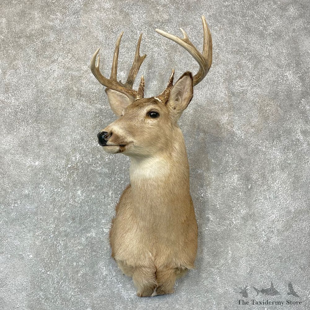 Whitetail Deer Taxidermy Shoulder Mount For Sale #24733 @ The Taxidermy Store
