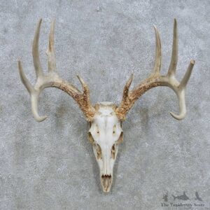 Whitetail Deer Antler Mount For Sale #15144 @ The Taxidermy Store