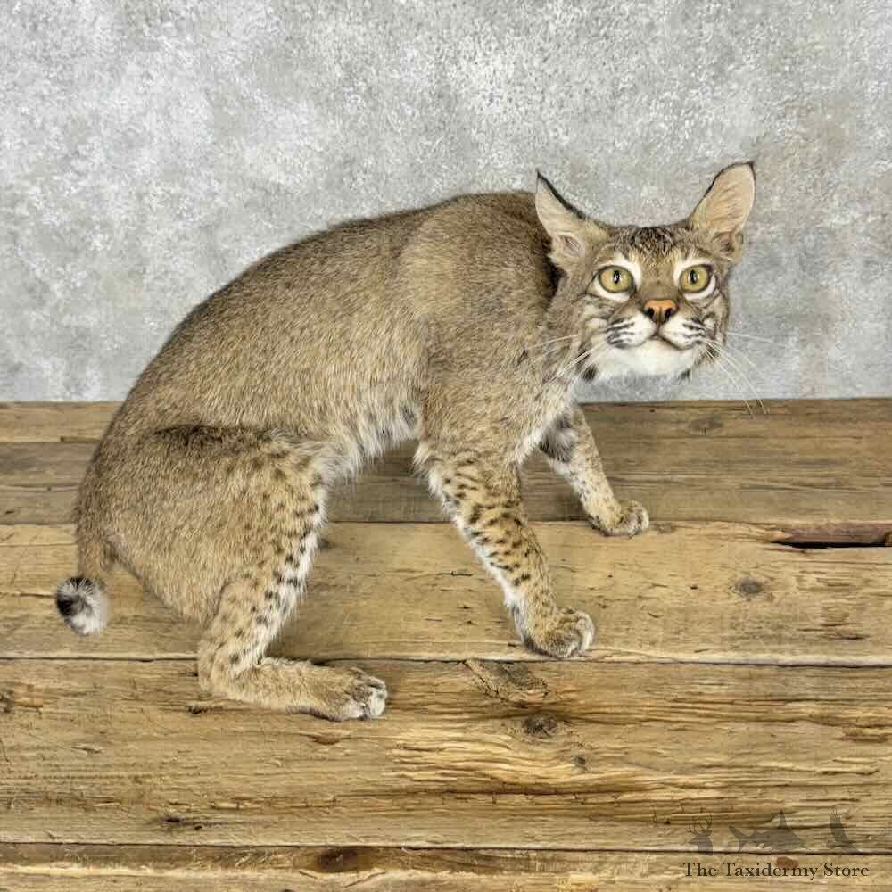 Bobcat Life-Size Mount For Sale #30408 @ The Taxidermy Store