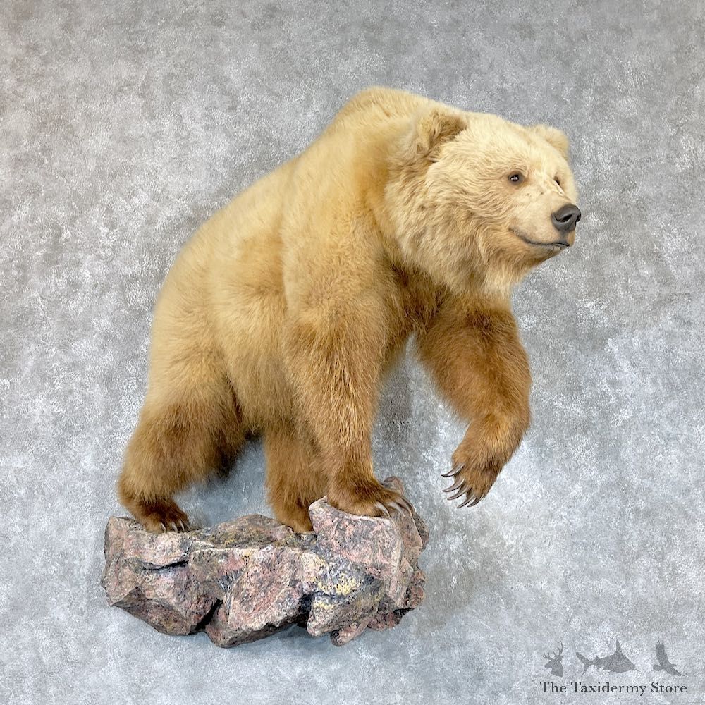 Toklat Grizzly Bear Mount For Sale #26739 @ The Taxidermy Store