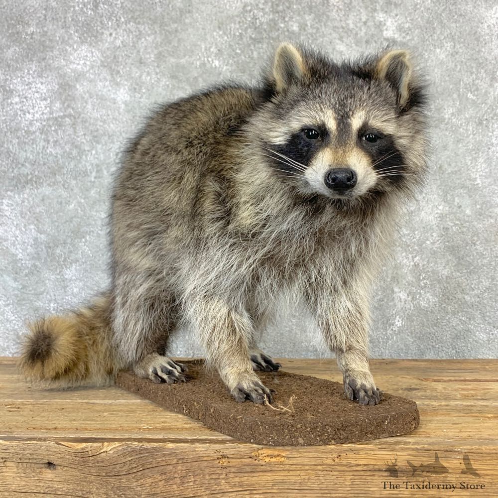 Raccoon Life-Size Mount For Sale #23205 @ The Taxidermy Store
