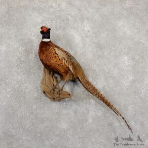 Ringneck Pheasant Bird Mount For Sale #18924 @ The Taxidermy Store