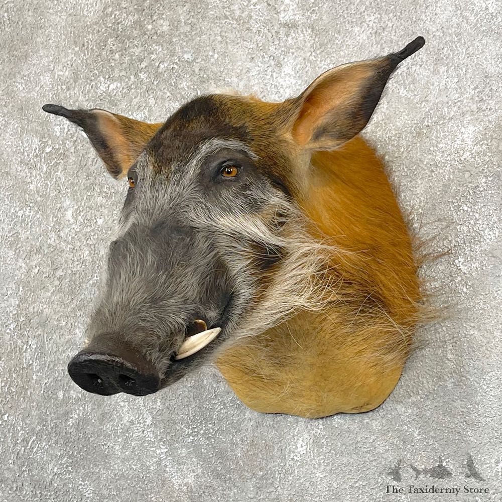 Red River Hog Taxidermy Shoulder Mount #24766 For Sale @ The Taxidermy Store
