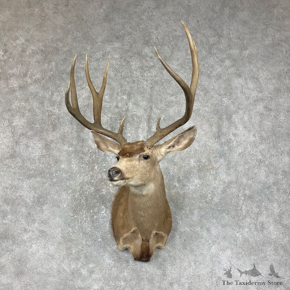 Mule Deer Shoulder Mount For Sale #25303 @ The Taxidermy Store