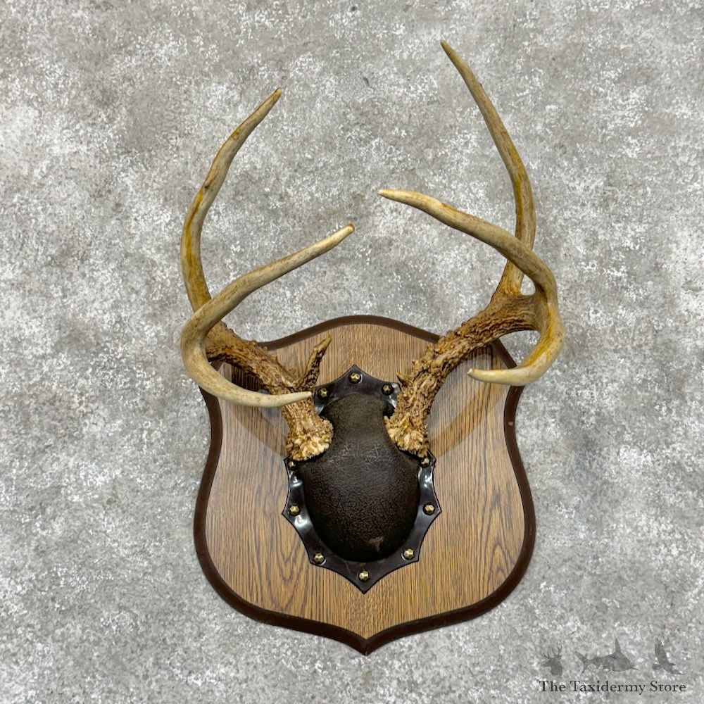 Whitetail Deer Antler Plaque Mount For Sale #29430 @ The Taxidermy Store