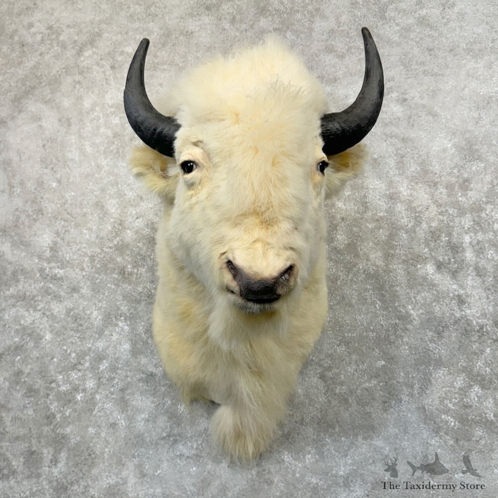 White American Bison Shoulder Mount For Sale #29052 @ The Taxidermy Store