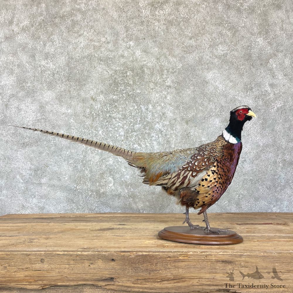 Ringneck Pheasant Bird Mount For Sale #26351 @ The Taxidermy Store