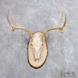 Whitetail Deer Skull European Mount For Sale #18701 @ The Taxidermy Store