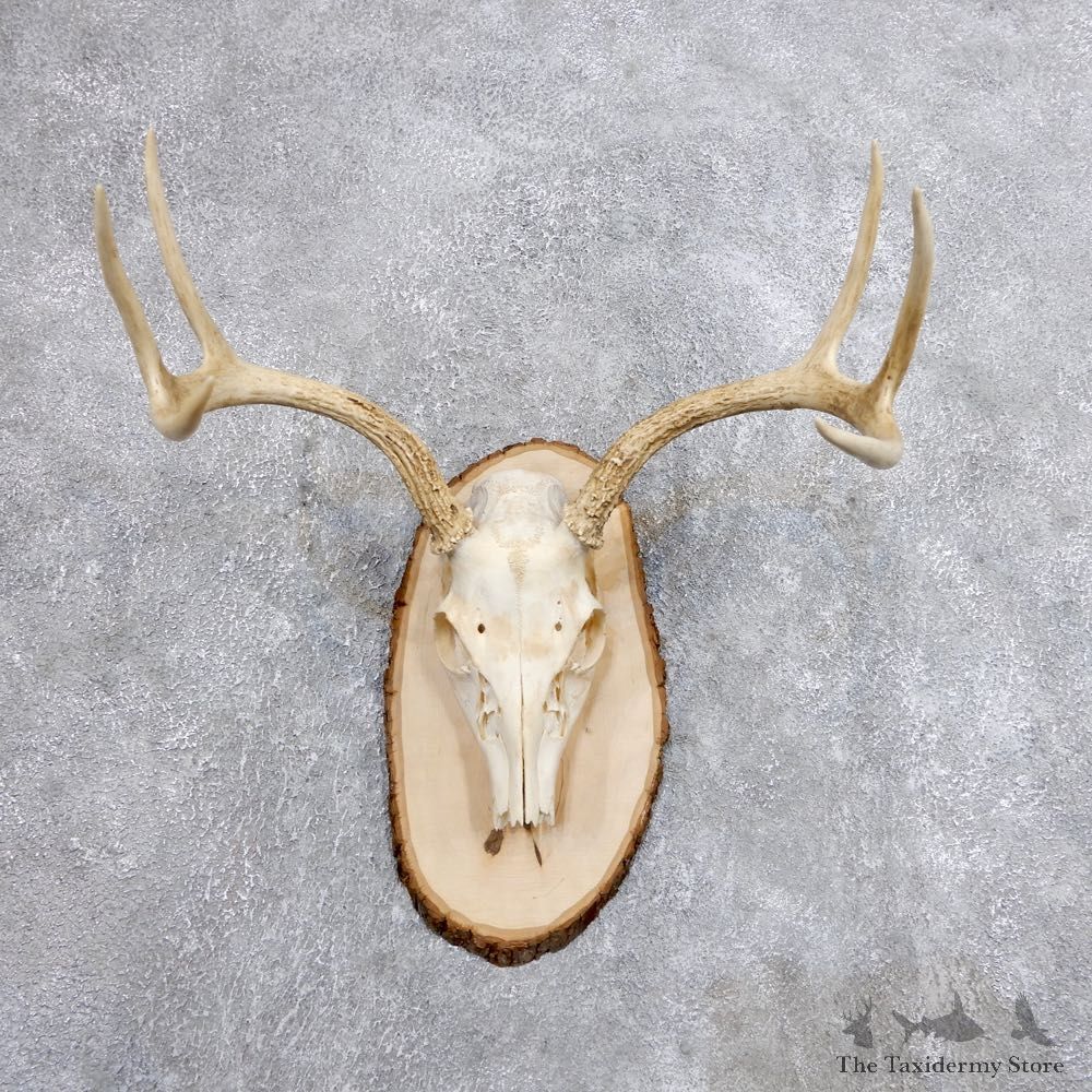 Whitetail Deer Skull European Mount For Sale #18701 @ The Taxidermy Store
