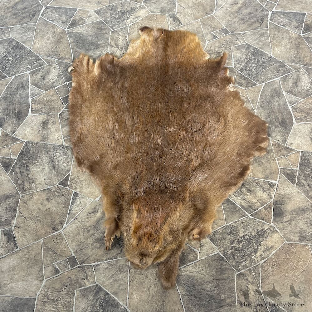 Beaver Tanned Hide For Sale #27900 @ The Taxidermy Store