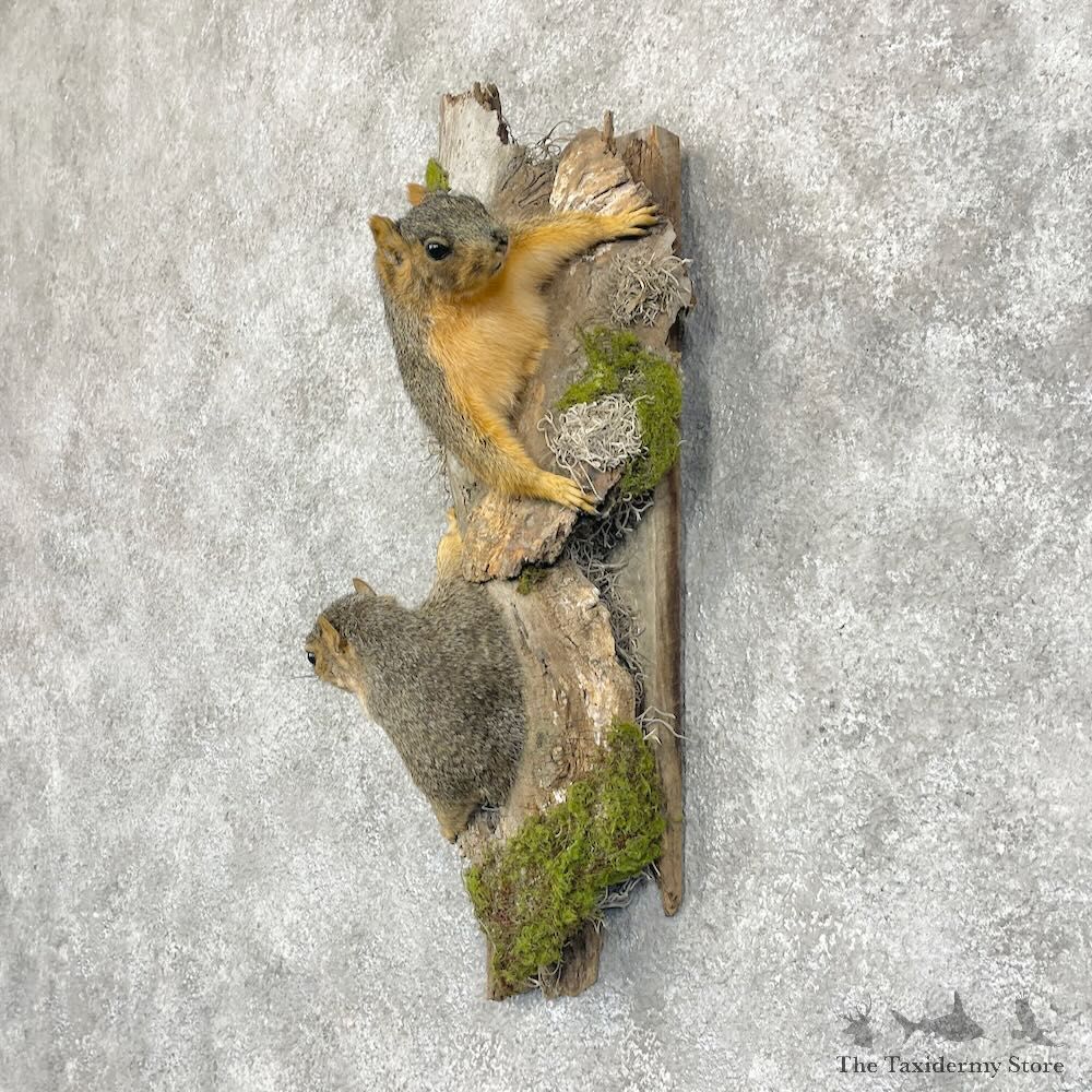 Fox Squirrel Pair Life-Size Mount For Sale #28715 @ The Taxidermy Store
