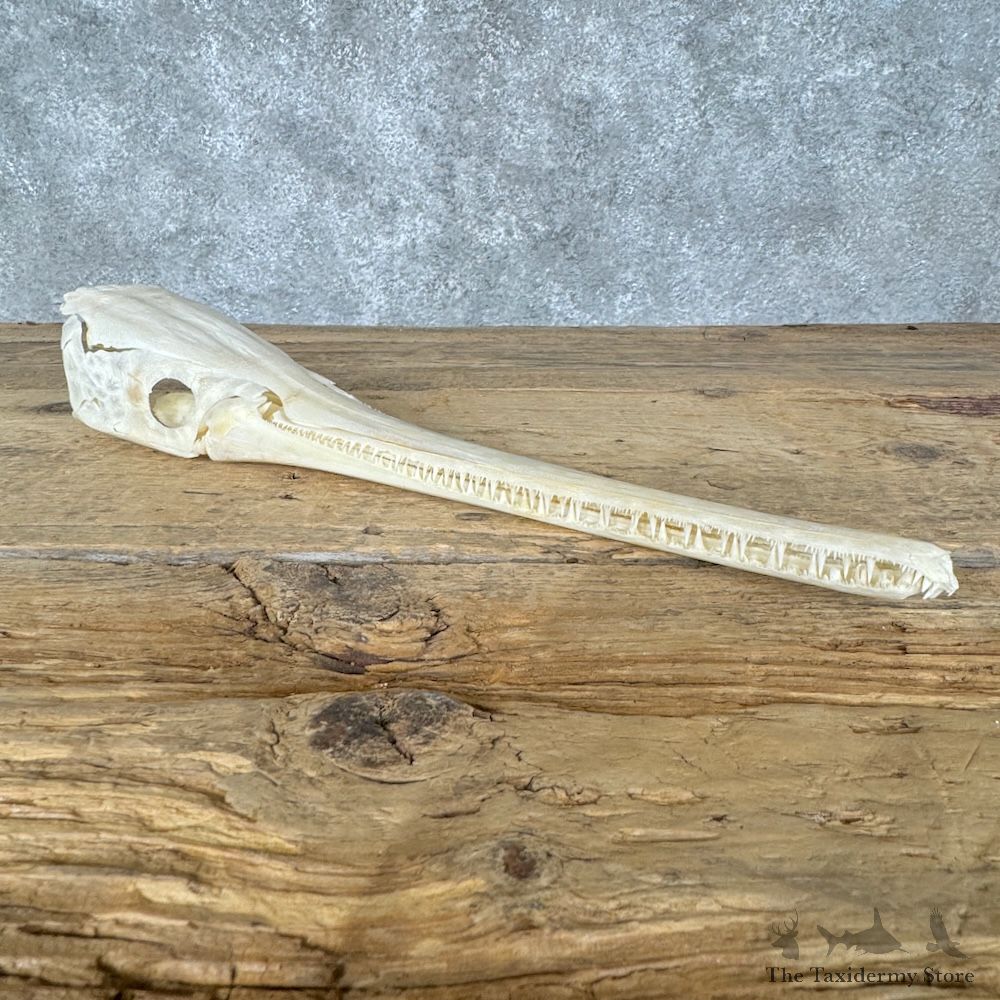Longnose Gar Full Skull For Sale #29534 @ The Taxidermy Store
