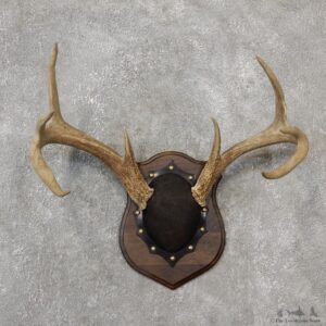 Whitetail Deer Antler Plaque Mount For Sale #19106 @ The Taxidermy Store
