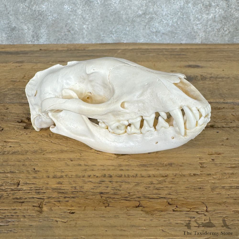 African Civet Cat Full Skull For Sale #29672 @ The Taxidermy Store