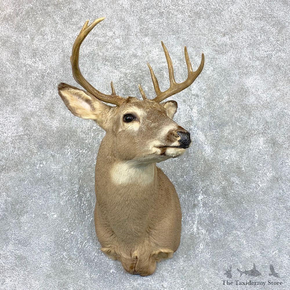 Whitetail Deer Taxidermy Shoulder Mount For Sale #23815 @ The Taxidermy Store