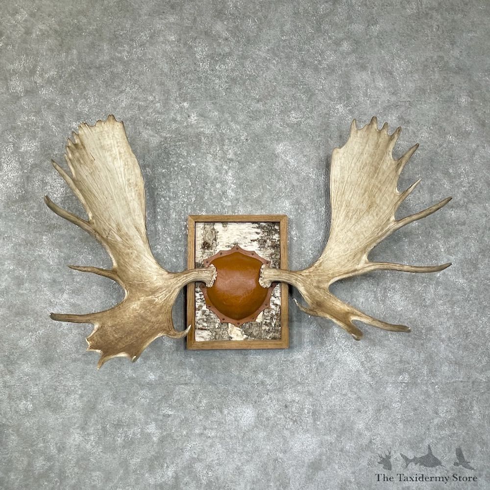 Western Canada Moose Antler Plaque For Sale #25276 @ The Taxidermy Store