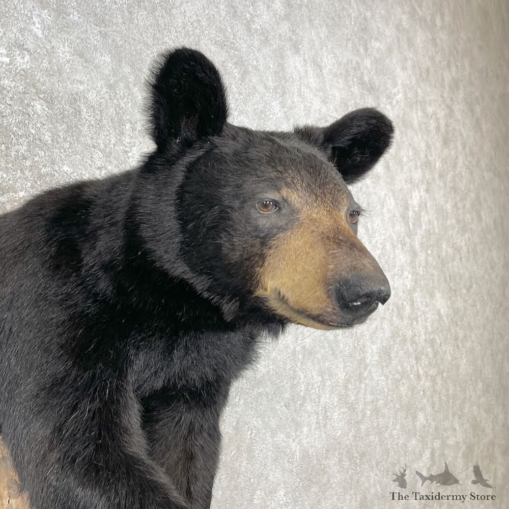Black Bear Half-Life-Size Taxidermy Mount For Sale #26780 @ The Taxidermy Store