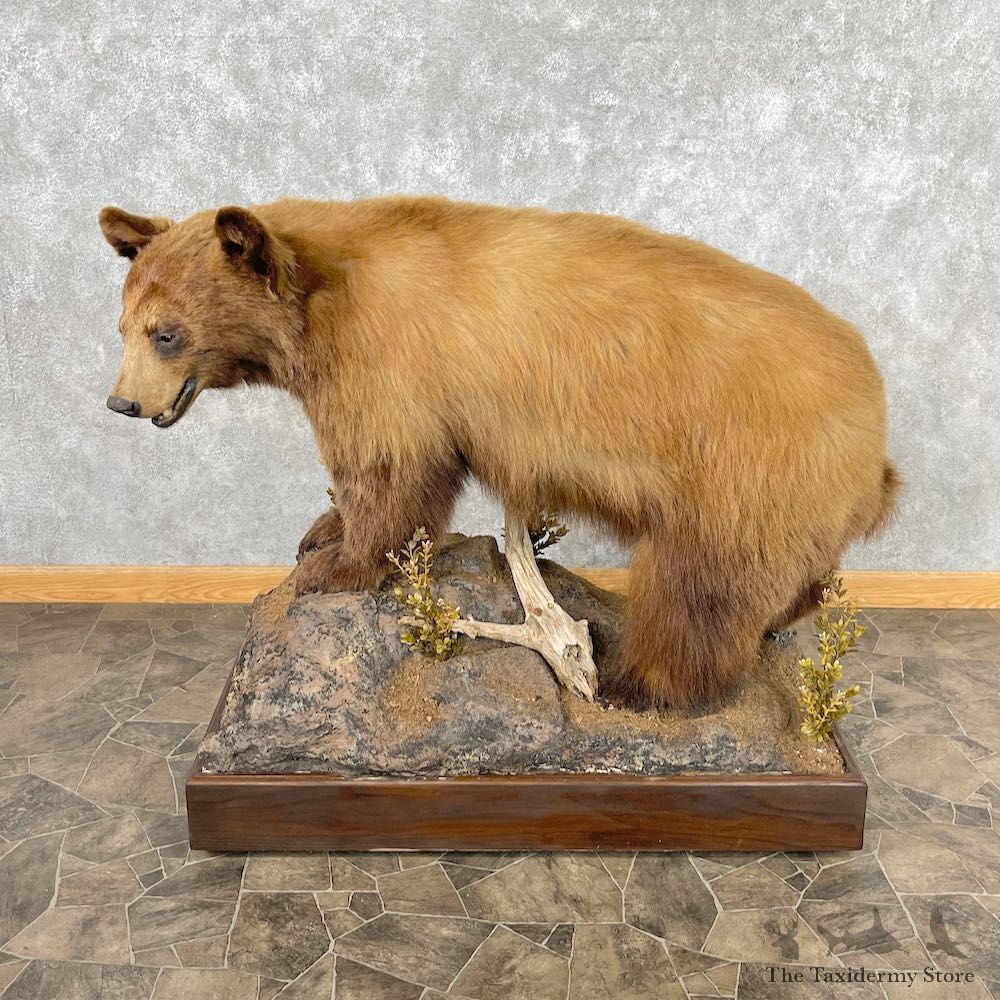 Black Bear Life-Size Mount For Sale #26744 @ The Taxidermy Store