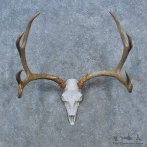 Whitetail Deer Antler Plaque Mount For Sale #15436 @ The Taxidermy Store