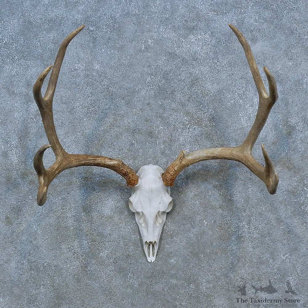 Whitetail Deer Antler Plaque Mount For Sale #15436 @ The Taxidermy Store