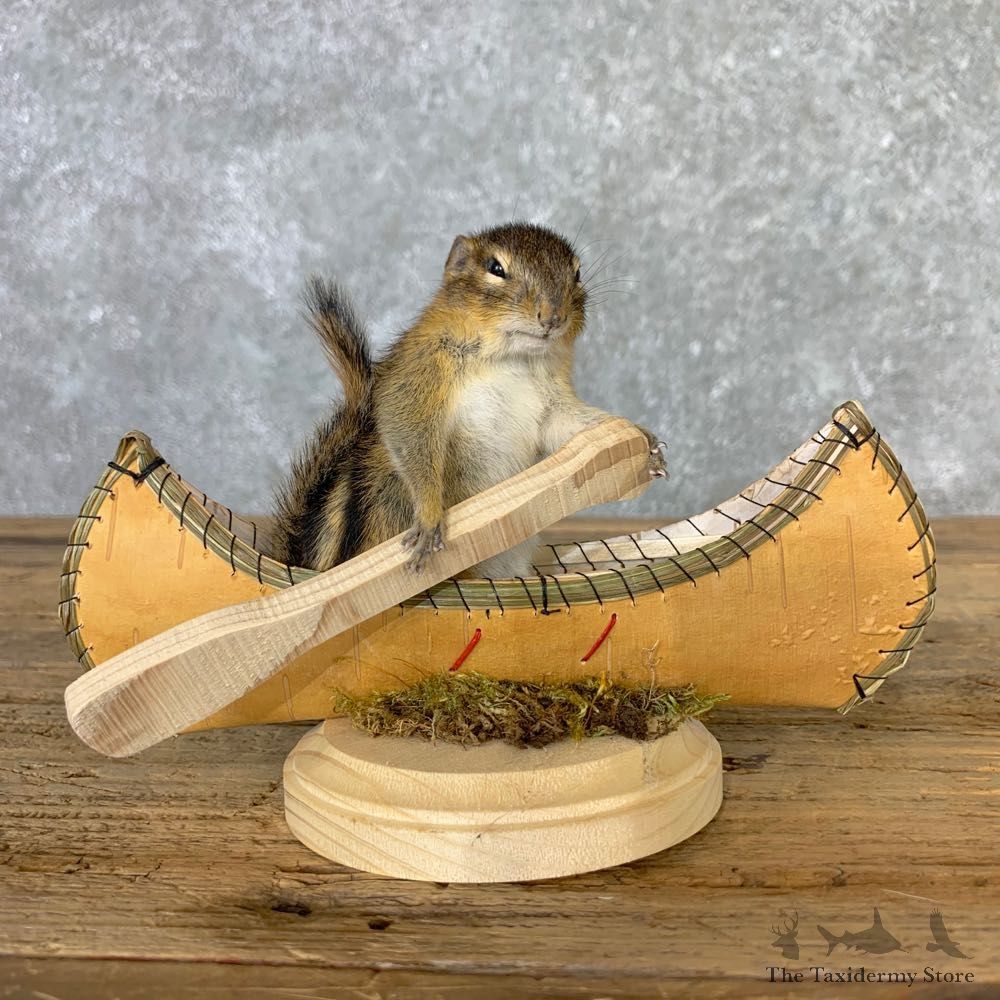 Canoe Chipmunk Novelty Mount For Sale #23253 @ The Taxidermy Store