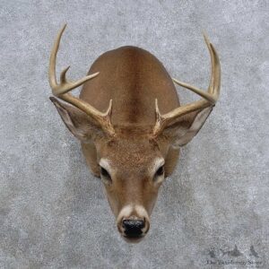 Whitetail Deer Shoulder Mount For Sale #15661 @ The Taxidermy Store
