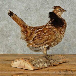 Ruffed Grouse Bird Mount For Sale #16265 @ The Taxidermy Store