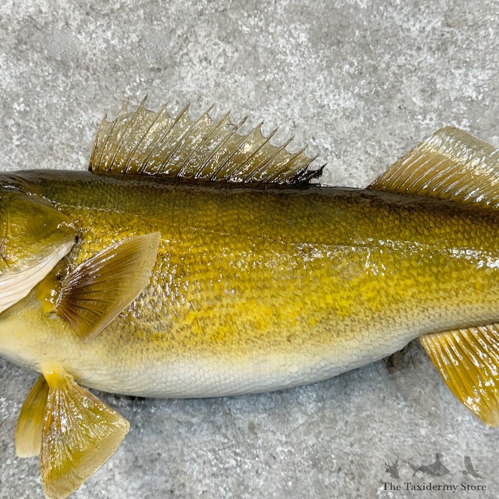 Walleye Fish Mount For Sale #29370 @ The Taxidermy Store