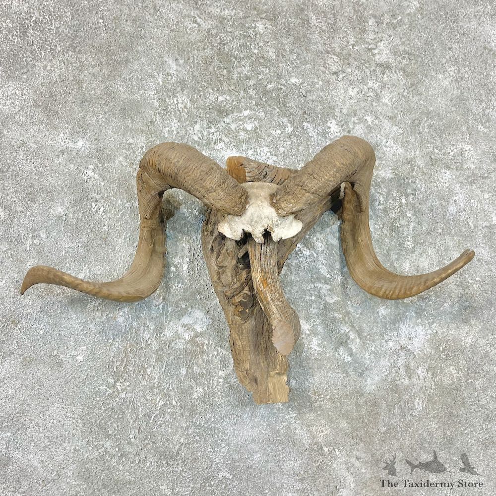 Corsican Ram Skull & Horns For Sale #26759 @ The Taxidermy Store