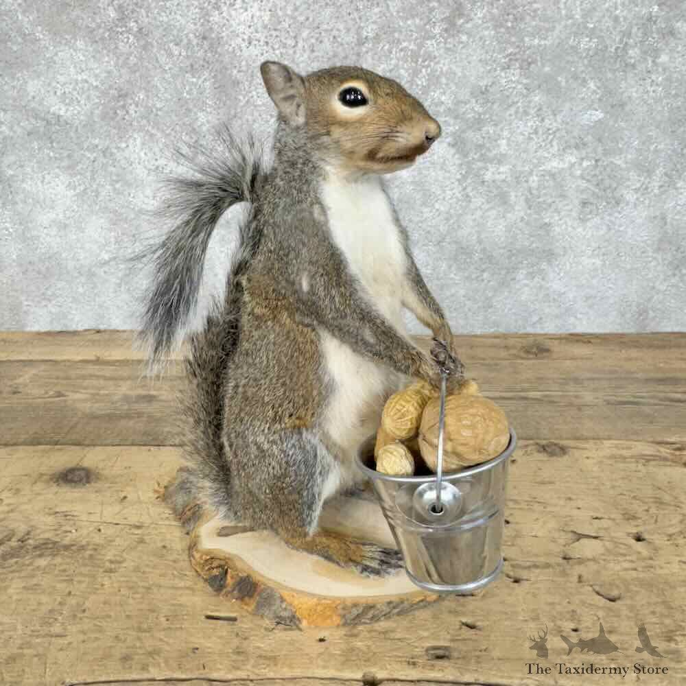 Grey Squirrel Novelty Mount For Sale #30582 @ The Taxidermy Store