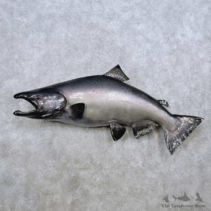 King Salmon Fish Mount For Sale #14368 @ The Taxidermy Store