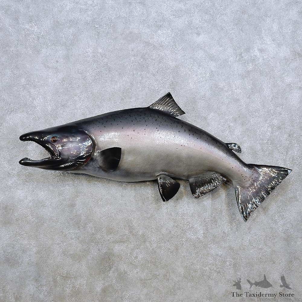 King Salmon Fish Mount For Sale #14368 @ The Taxidermy Store