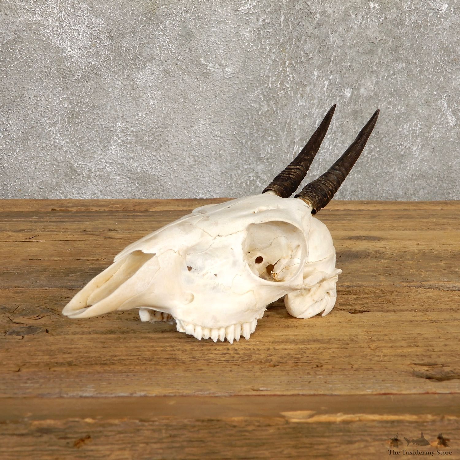 Bush Duiker Skull & Horn European Mount For Sale #19927 @ The Taxidermy Store