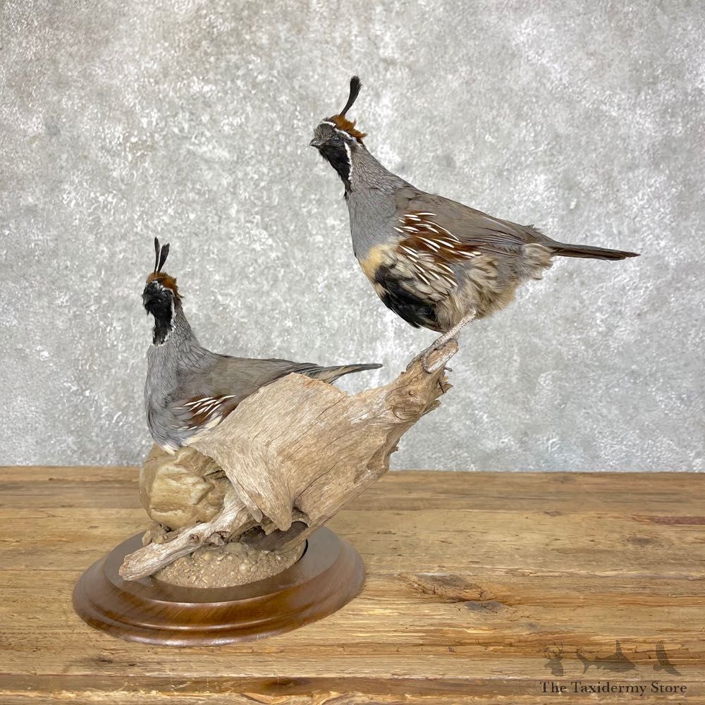 Gambel’s Quail Bird Mount For Sale #24491 @ The Taxidermy Store