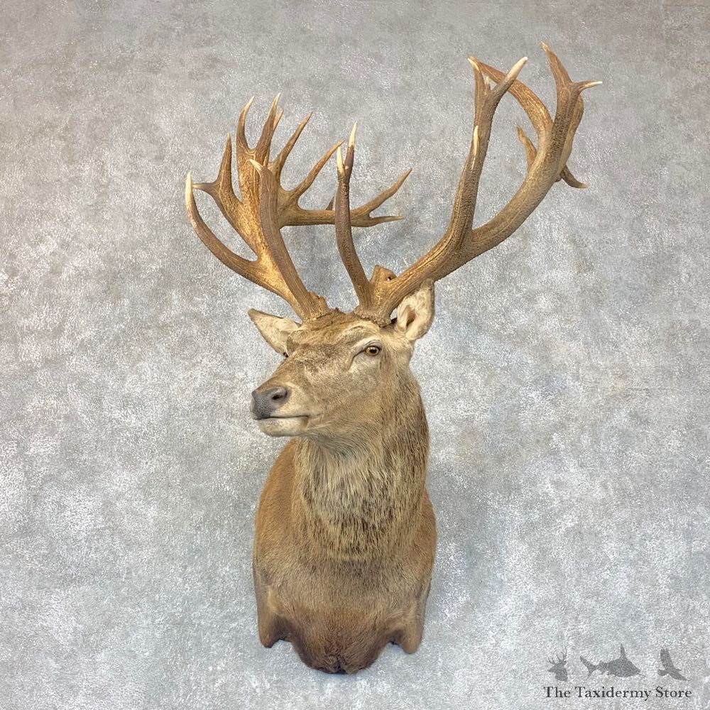 Red Stag Shoulder Mount For Sale #22770 @ The Taxidermy Store