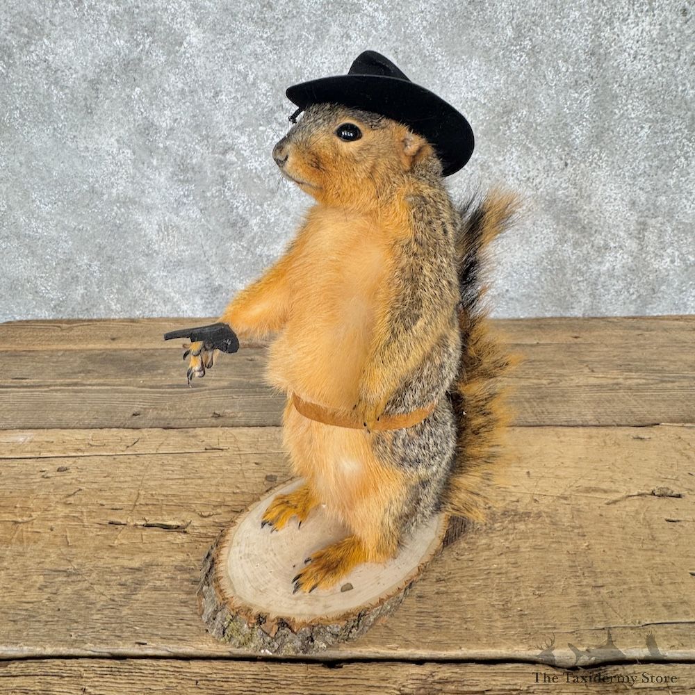 Cowboy Fox Squirrel Novelty Mount For Sale #30221 @ The Taxidermy Store