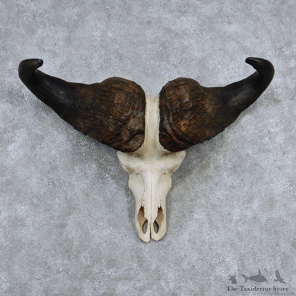 Cape Buffalo Skull Horns Mount For Sale #13906 For Sale @ The Taxidermy Store