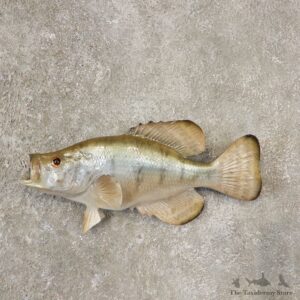 White Crappie Taxidermy Fish Mount #20602 For Sale @ The Taxidermy Store