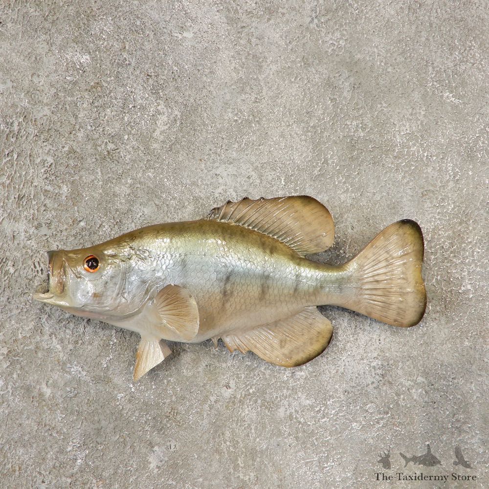 White Crappie Taxidermy Fish Mount #20602 For Sale @ The Taxidermy Store
