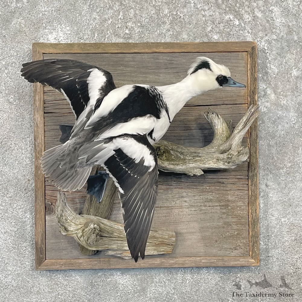 Smew Duck Bird Mount For Sale #27662 @ The Taxidermy Store